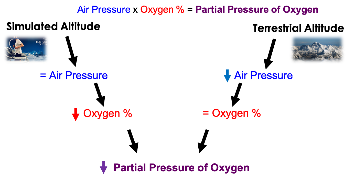 How Does Altitude Training Technology Work? Altitude Centre